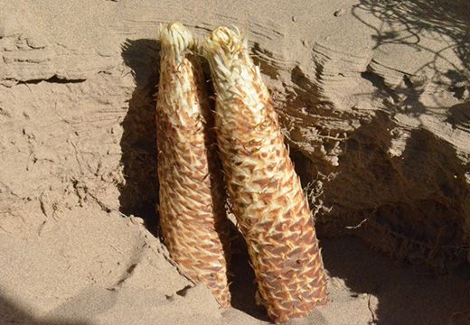 肉蓯蓉?zé)岜脵C(jī)組烘干機(jī)烘干加工工藝-[集木烘干]