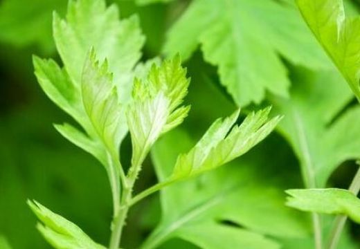 艾草烘干機(jī)把“艾”帶回家【集木烘干】