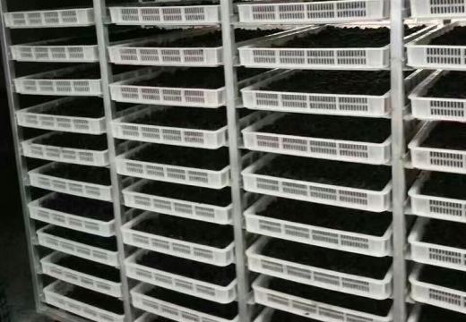 桑葚烘干機的實際干燥效果與傳統(tǒng)烘干方式的區(qū)別究竟有多大？【廣州集木】