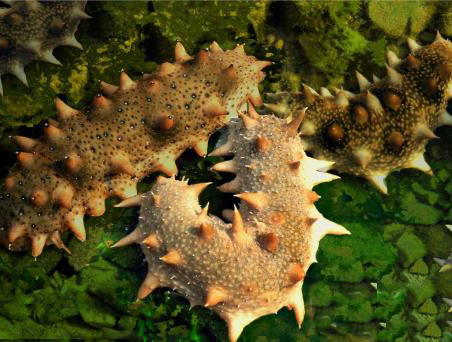 海產(chǎn)品烘干機(jī)