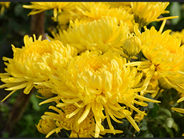 菊花烘干機(jī)