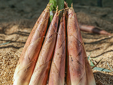 竹筍烘干機(jī)