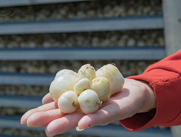 貝母烘干機(jī)