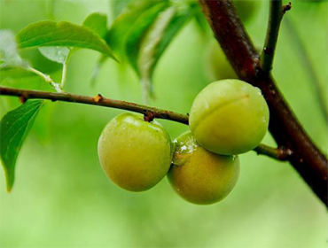 烏梅烘干機(jī)