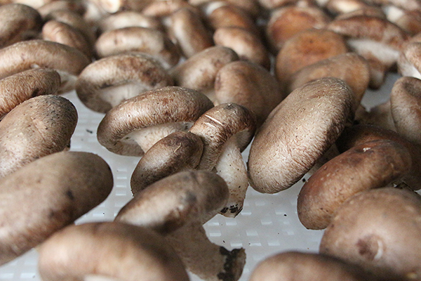 食用菌烘干機(jī)