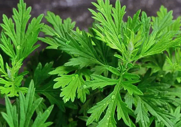 艾草烘干機(jī)