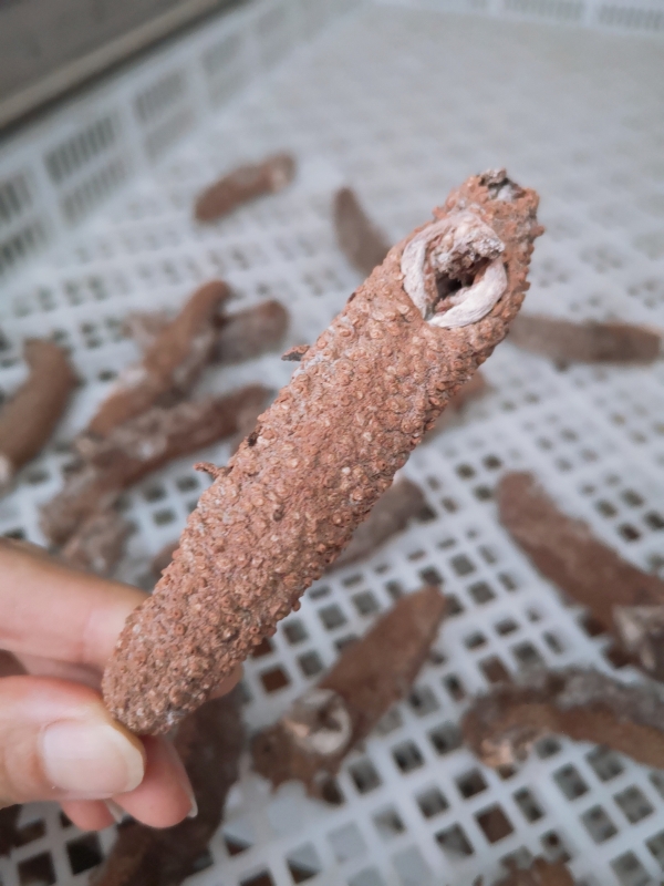 海參烘干機(jī)